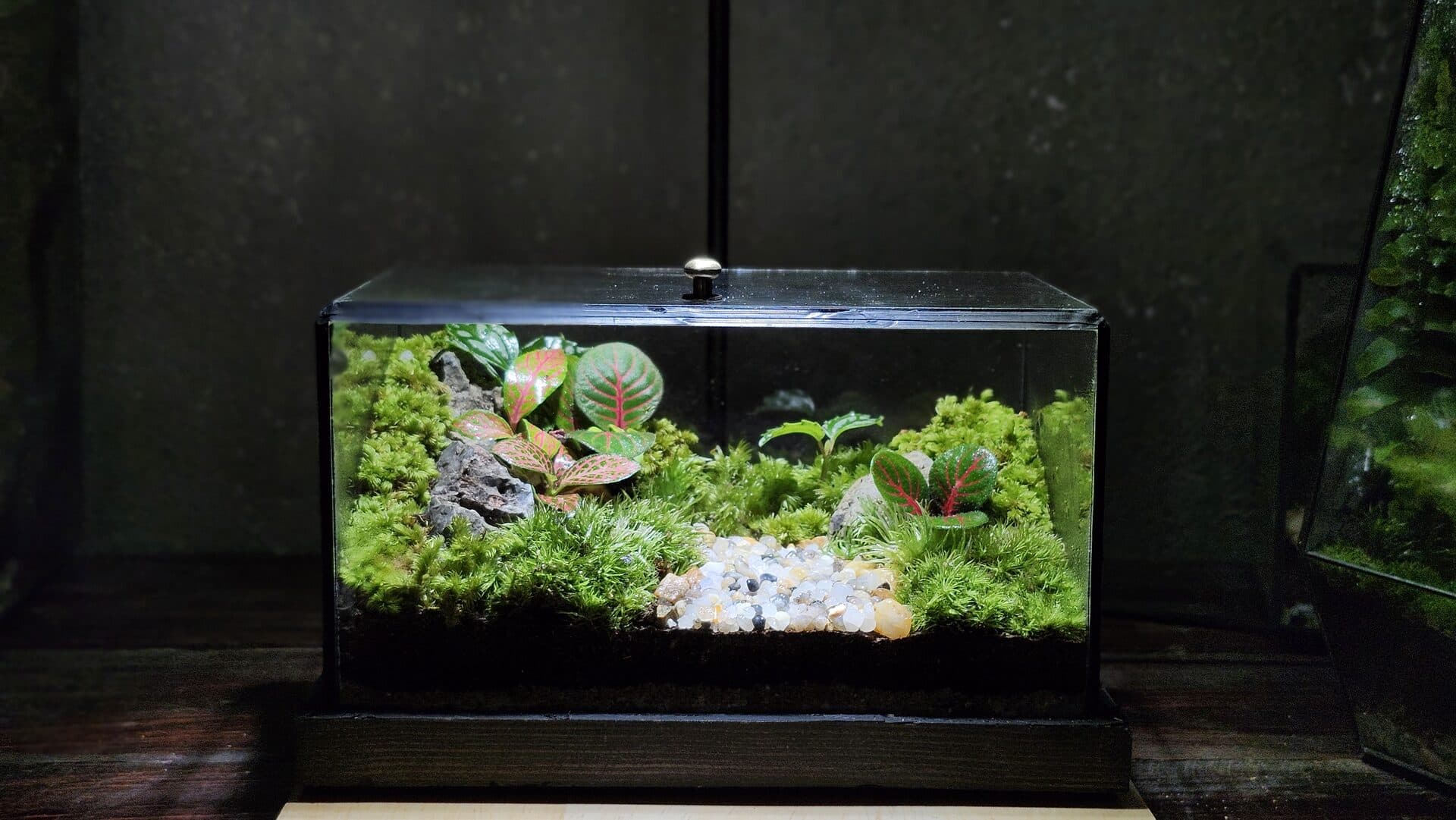 Terrarium handmade Oxi