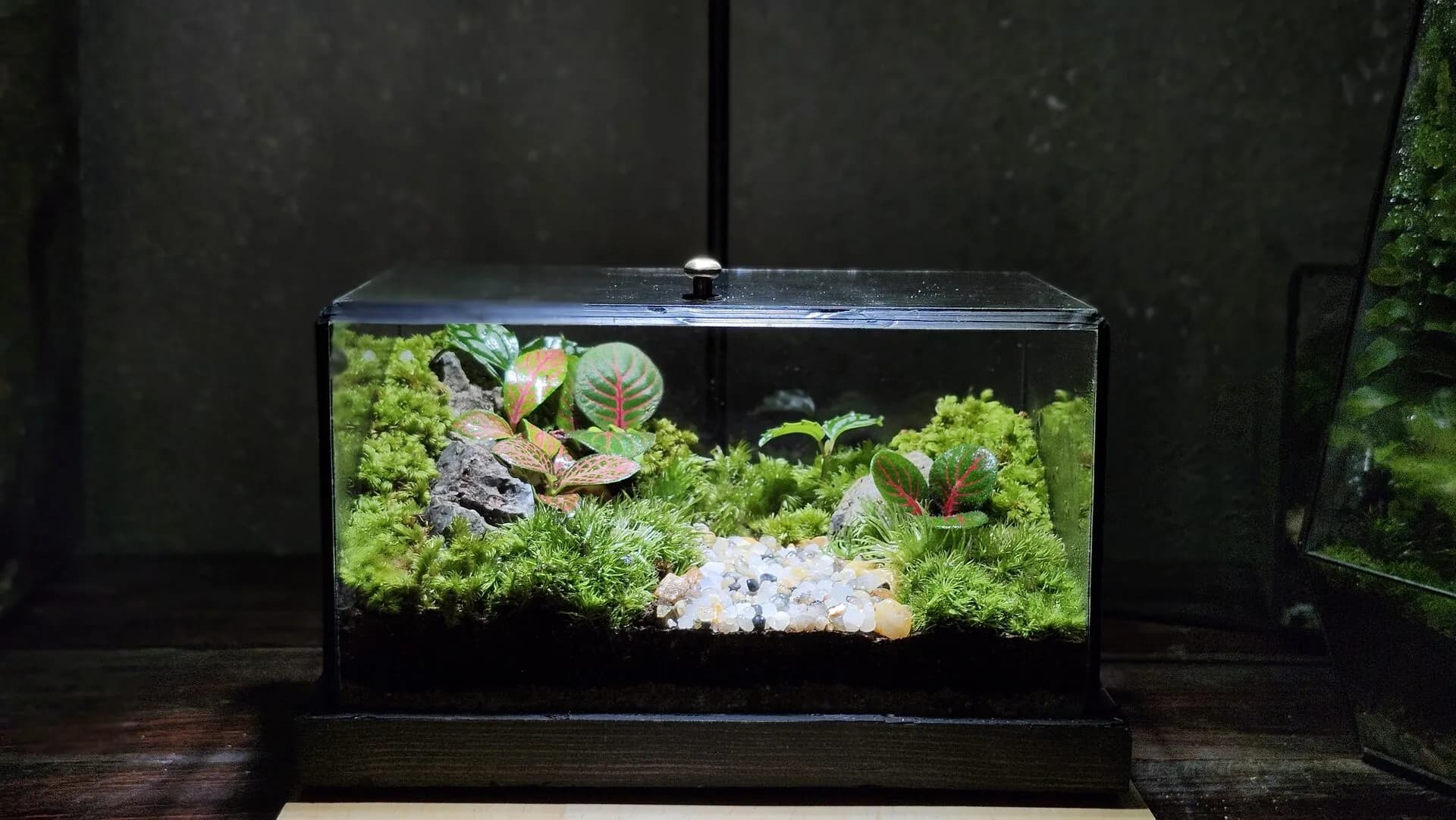 Terrarium handmade Oxi