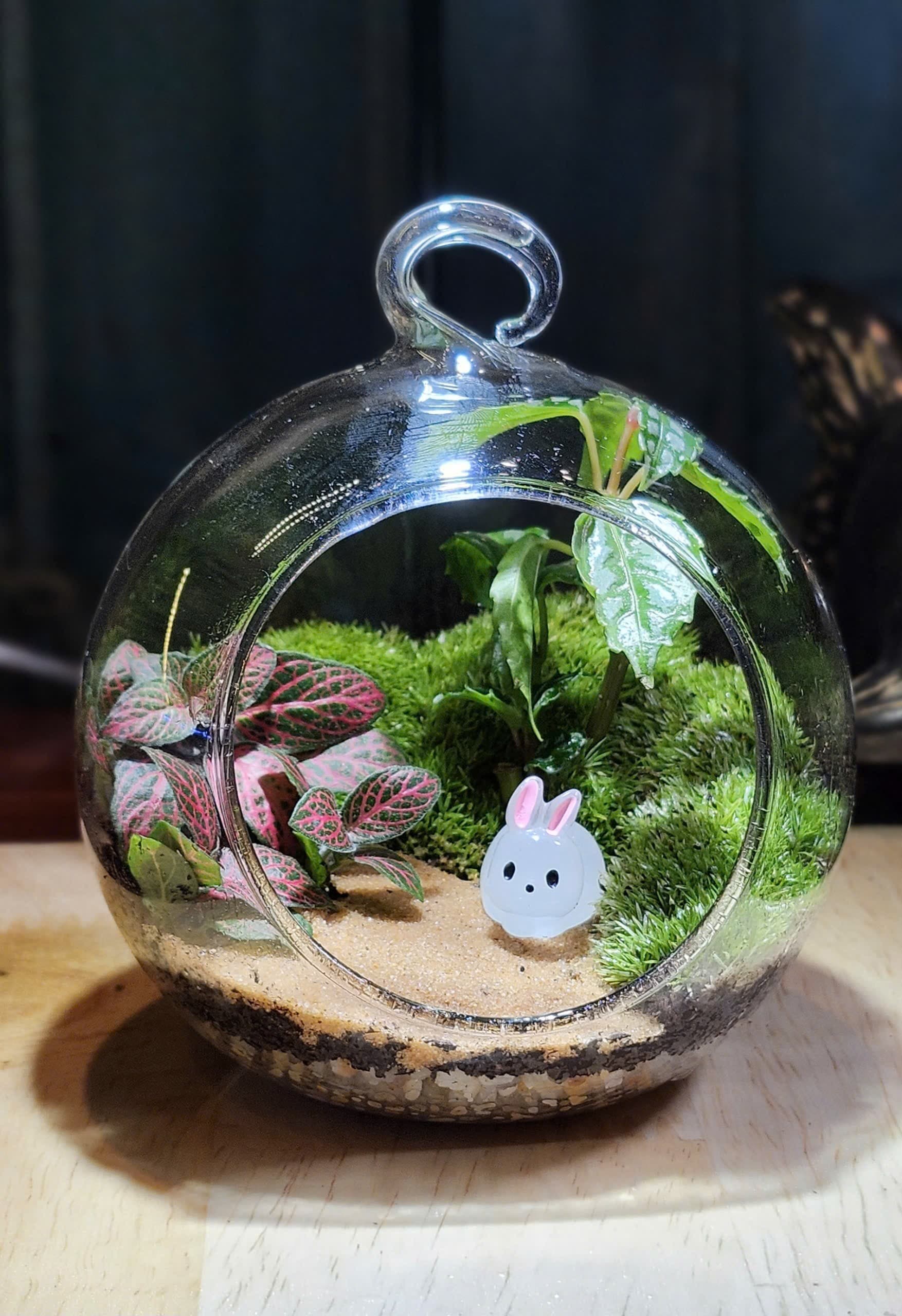 Chậu — Đường Thỏ Trắng