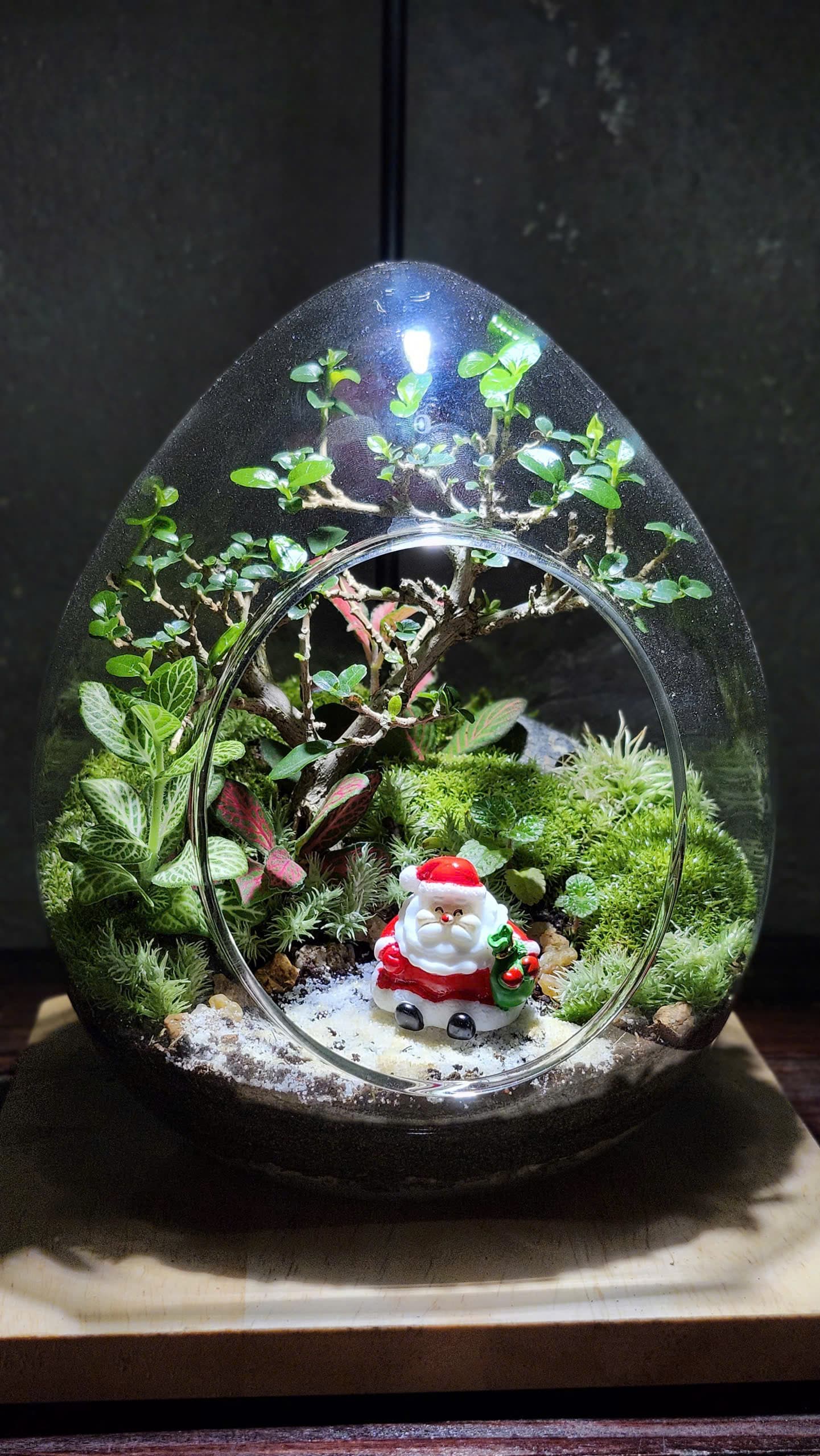 Chậu — Quả Trứng Noel