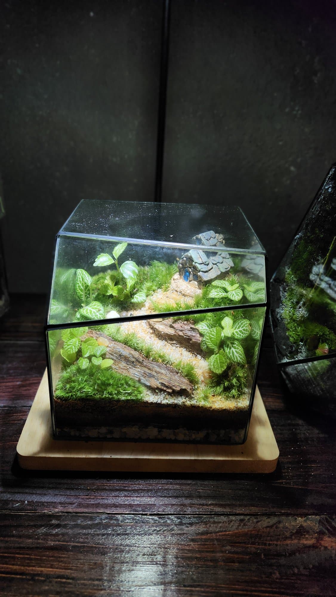 Cube — Ngôi Nhà Rêu